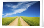 Country Back Road Through Spring Wheat Fields by Anonymous