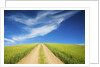 Country Back Road Through Spring Wheat Fields by Anonymous