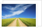 Country Back Road Through Spring Wheat Fields by Anonymous