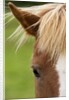 Icelandic horse by Anonymous