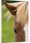 Icelandic horse by Anonymous