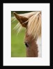 Icelandic horse by Anonymous
