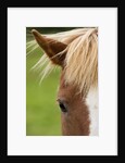 Icelandic horse by Anonymous