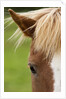 Icelandic horse by Anonymous