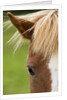 Icelandic horse by Anonymous