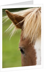 Icelandic horse by Anonymous