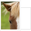 Icelandic horse by Anonymous