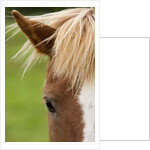 Icelandic horse by Anonymous