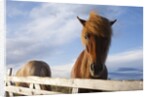 Icelandic Horses by Anonymous