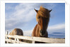 Icelandic Horses by Anonymous