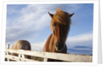 Icelandic Horses by Anonymous