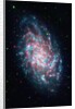 Triangulum Galaxy by Anonymous