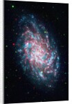 Triangulum Galaxy by Anonymous