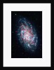 Triangulum Galaxy by Anonymous