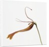 Striped orchid by Anonymous