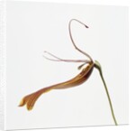 Striped orchid by Anonymous