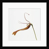 Striped orchid by Anonymous