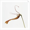 Striped orchid by Anonymous