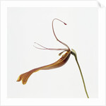 Striped orchid by Anonymous