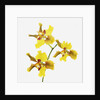 Yellow orchid by Anonymous
