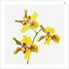 Yellow orchid by Anonymous