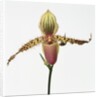 Colorful Orchid by Anonymous
