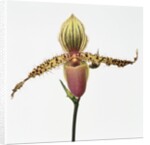 Colorful Orchid by Anonymous