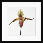 Colorful Orchid by Anonymous