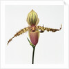 Colorful Orchid by Anonymous