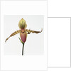 Colorful Orchid by Anonymous