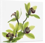 Green Orchid by Anonymous