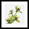 Green Orchid by Anonymous