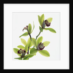 Green Orchid by Anonymous