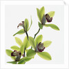 Green Orchid by Anonymous