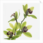 Green Orchid by Anonymous