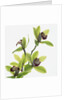 Green Orchid by Anonymous