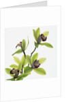 Green Orchid by Anonymous