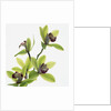 Green Orchid by Anonymous