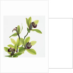 Green Orchid by Anonymous