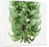 Flowers of a jade vine by Anonymous