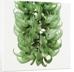 Flowers of a jade vine by Anonymous