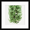 Flowers of a jade vine by Anonymous