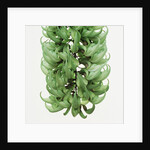 Flowers of a jade vine by Anonymous