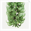 Flowers of a jade vine by Anonymous