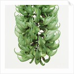 Flowers of a jade vine by Anonymous