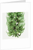 Flowers of a jade vine by Anonymous