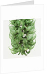 Flowers of a jade vine by Anonymous