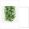 Flowers of a jade vine by Anonymous