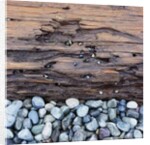 Pebbles in front of Tree Trunk by Anonymous