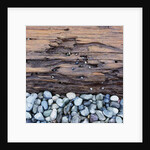 Pebbles in front of Tree Trunk by Anonymous